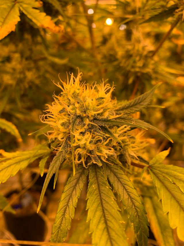 Le Guide Ultime du Cannabis : Une Introduction à la Médecine Naturelle